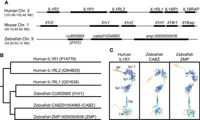 Functional identification of the zebrafish Interleukin-1 receptor in an embryonic model of Il-1β-induced systemic inflammation